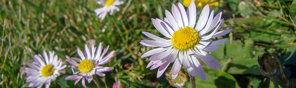 Bilden visar en blomma