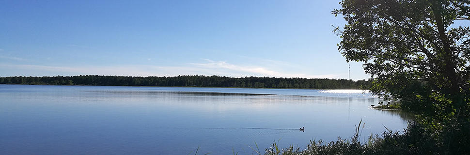 Bilden visar en bild på en fågel som simmar