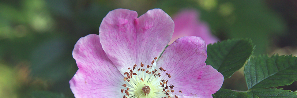 Bilden visar en blomma